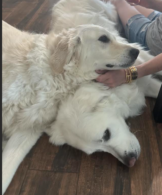 Two golden retrievers